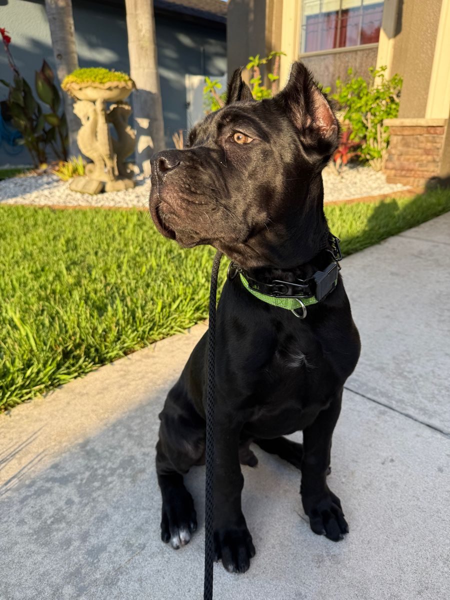 In-Home Dog Training in Tampa Bay, FL: How It Works