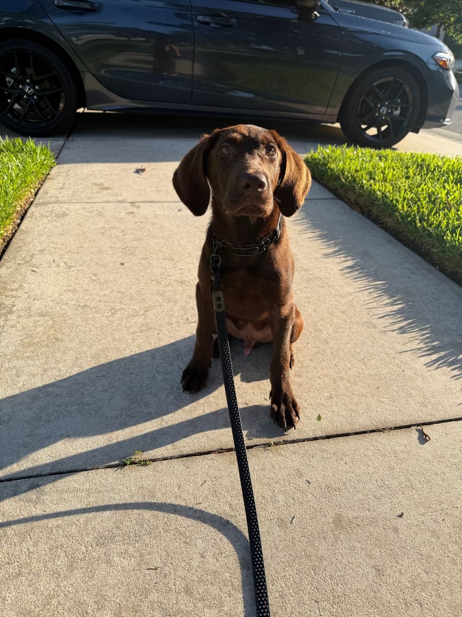 Puppy Training in Tampa Bay, FL: The First Months