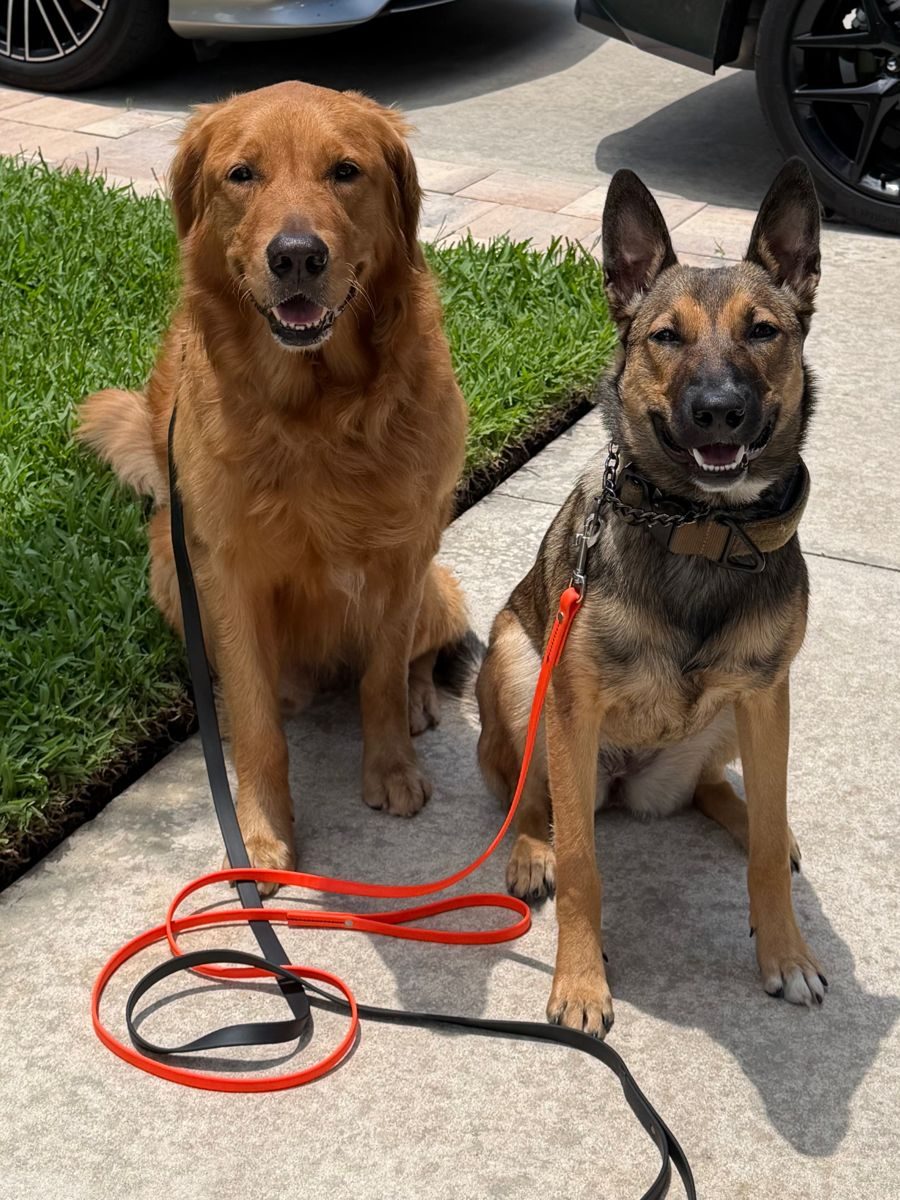 Dog Training in Tampa Bay, FL: Finding the Right Program