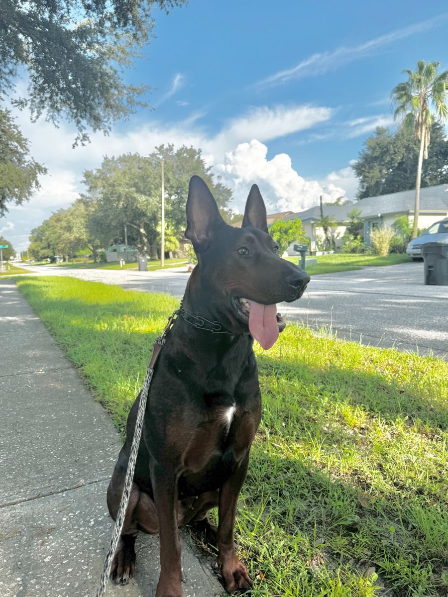 Dog Behavior Training in Tampa Bay, FL: A Careful Approach